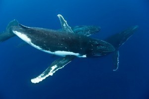 List of All Whale Types